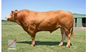 BRANCEILLE - Limousin